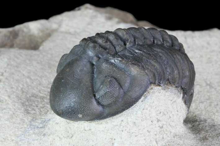 Cute, Detailed, Reedops Trilobite - Foum Zguid, Morocco #84527